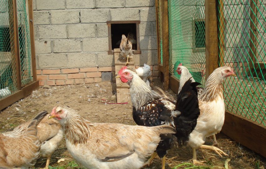 Кури загорська лососева