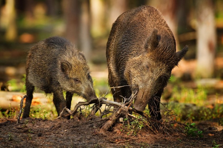 Австралія захищається від АЧС, контролюючи диких кабанів Австралія захищається від АЧС, контролюючи диких кабанів