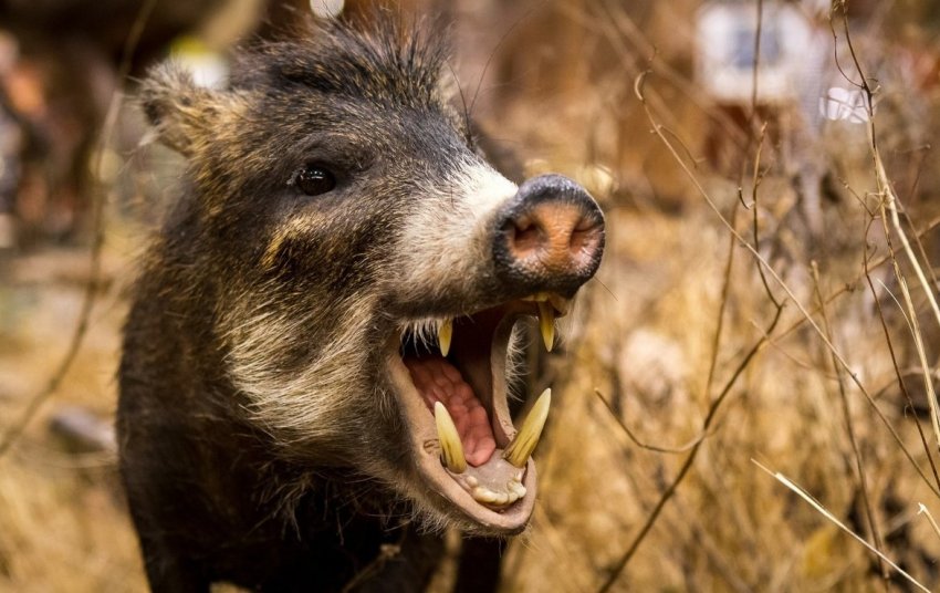 Австралія захищається від АЧС, контролюючи диких кабанів Австралія захищається від АЧС, контролюючи диких кабанів