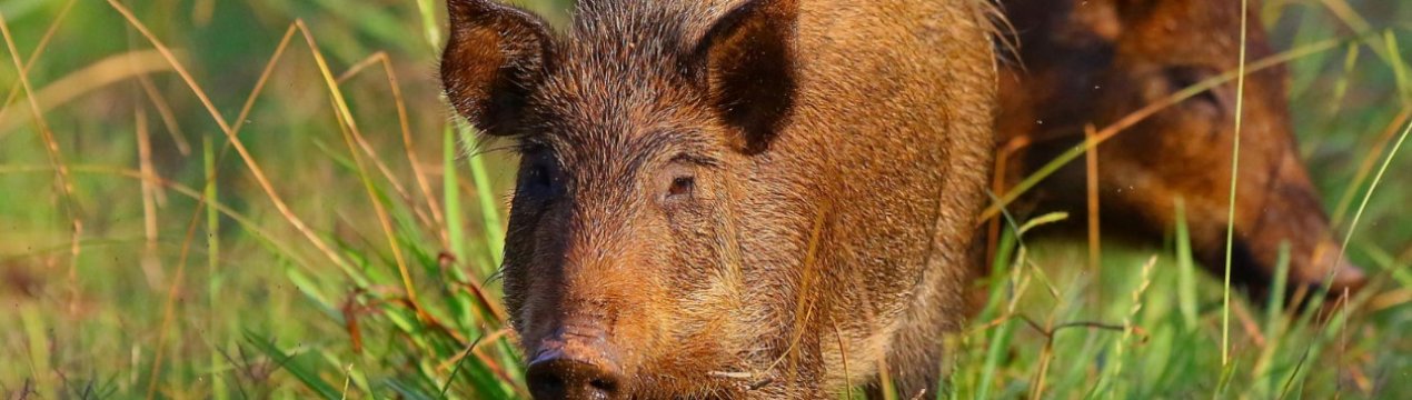 Австралія захищається від африканської чуми свиней, контролюючи диких кабанів