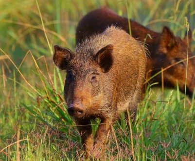 Австралія захищається від африканської чуми свиней, контролюючи диких кабанів
