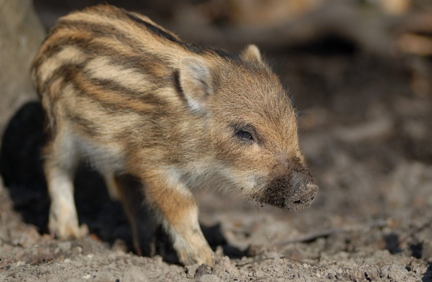 Австралія захищається від АЧС, контролюючи диких кабанів Австралія захищається від АЧС, контролюючи диких кабанів