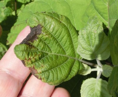 Що робити, якщо листя гортензії стає жовтим?