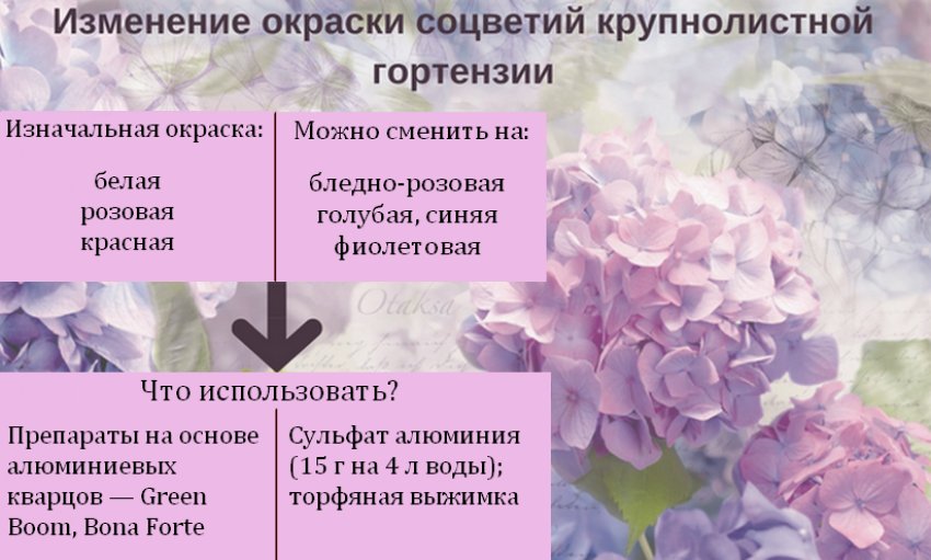Как сменить окраску гортензий Как сменить окраску гортензий