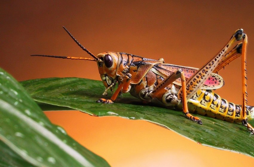 У новому центрі Бельгії будуть досліджувати комах і рослини