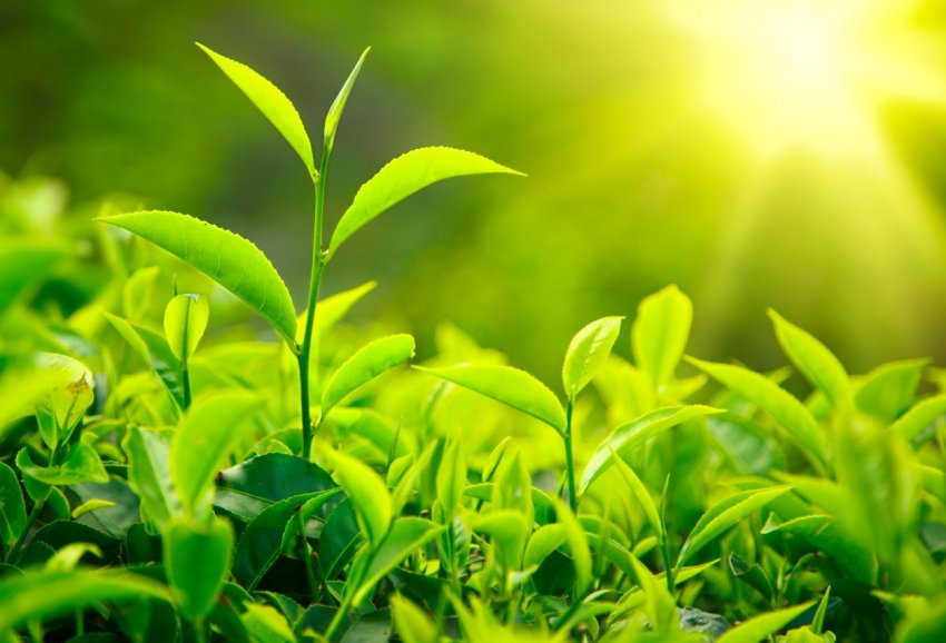 У новому центрі Бельгії будуть досліджувати комах і рослини