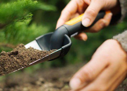 Удобрение для можжевельника летом и осенью