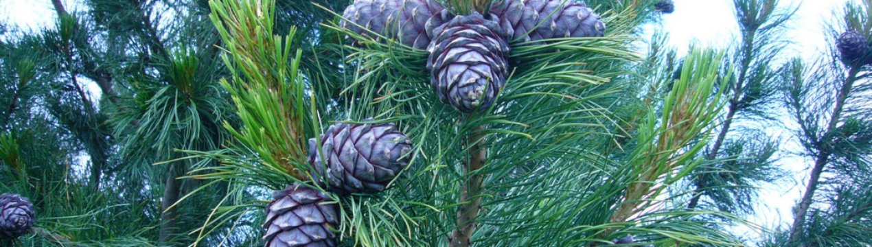 Опис сосни сибірської кедрової та її переваги порівняно з кедром