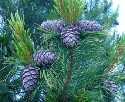 Опис сосни сибірської кедрової та її переваги порівняно з кедром