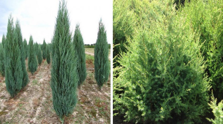 Можжевельник колоновидний