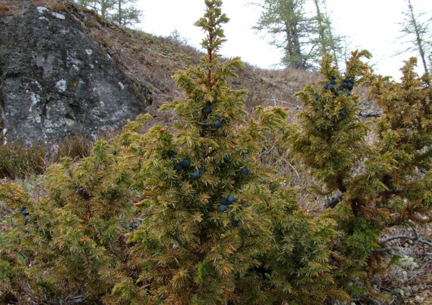 Можжевелник в Сибіру