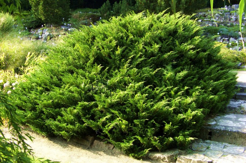 Можжевеллік Казацький