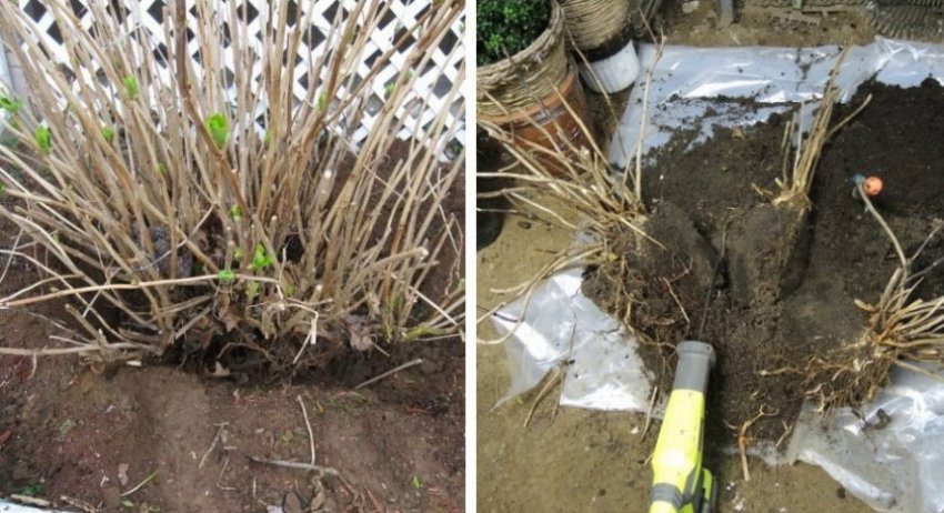 Ділення куща гортензії Ділення куща гортензії