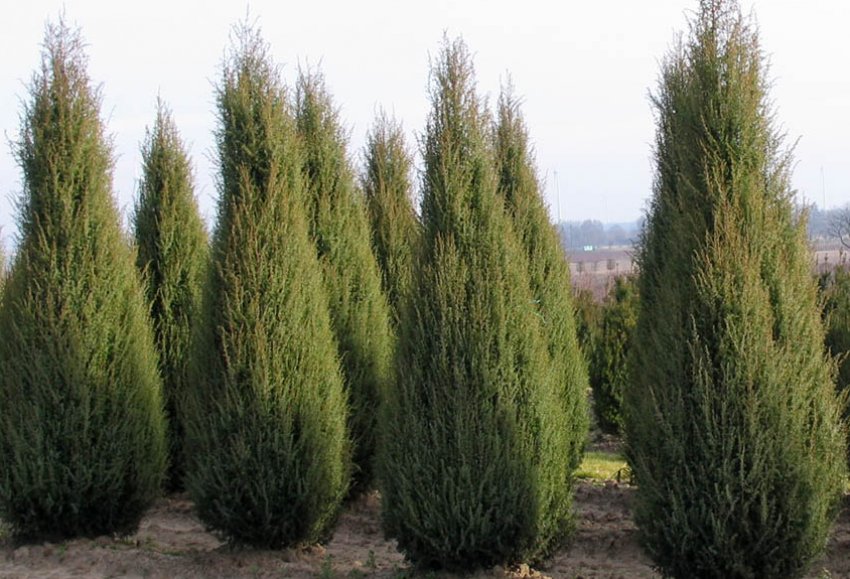 Можжевельник віргінський