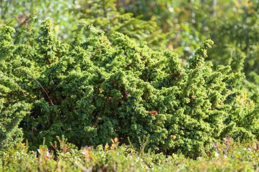 Можжевеллік Сибірський