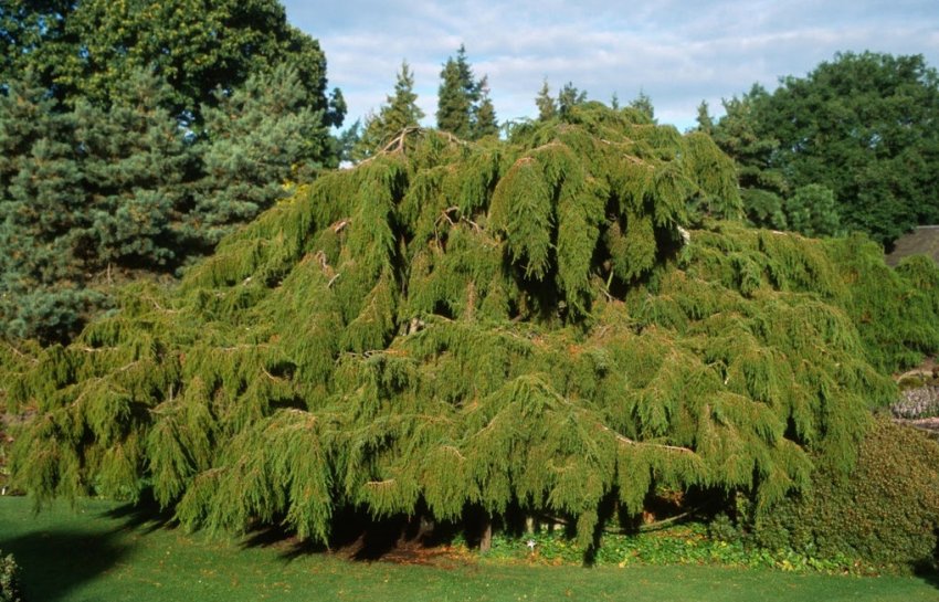 Можжевельник твердий