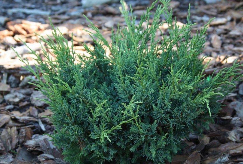 Можжевельник Китайський