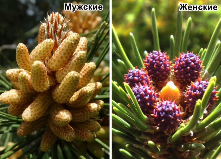 Мужские и женские шишки Мужские и женские шишки