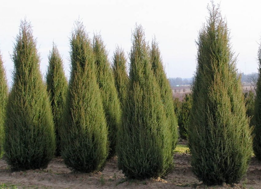 Можжевельник віргінський