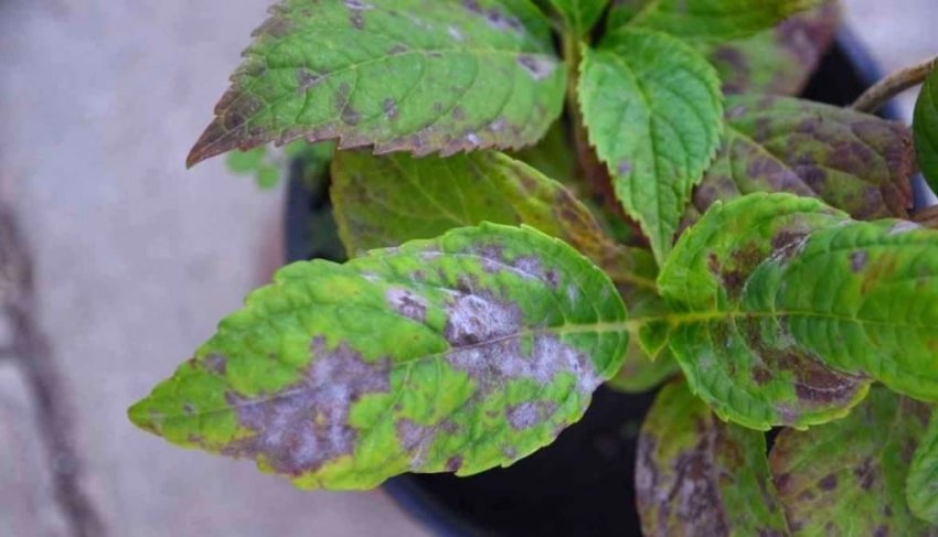 Септоріоз гортензії Септоріоз гортензії