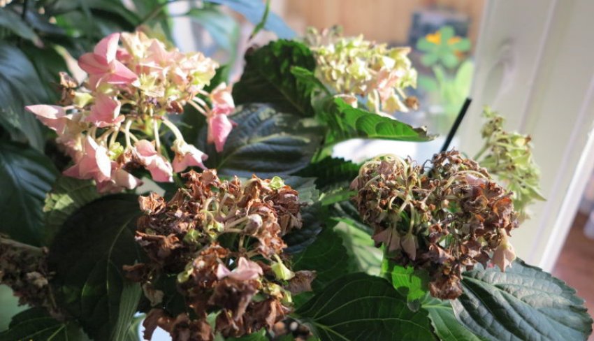 Признак неправильного дотримання вологості та освітлення Признак неправильного дотримання вологості та освітлення