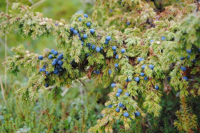 Можжевельник звичайний