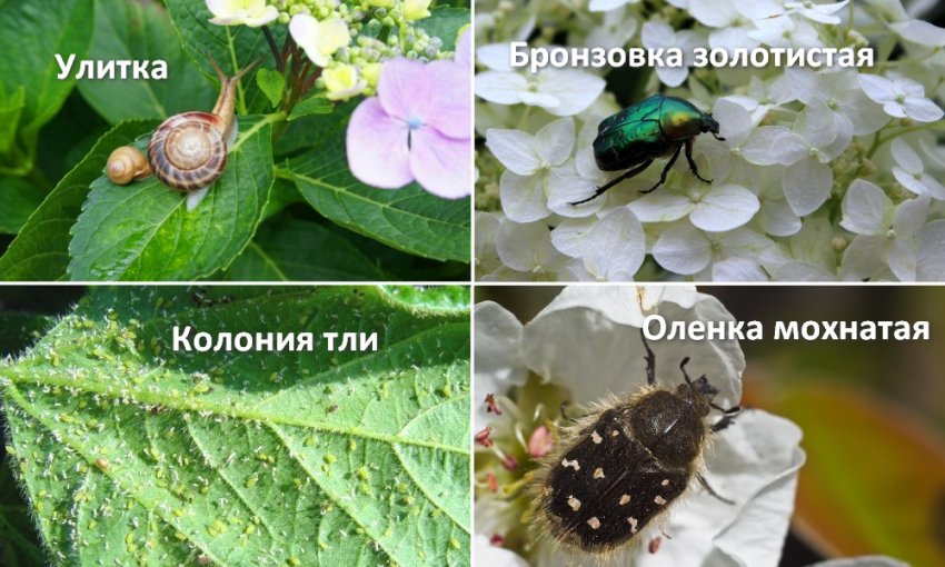 Шкідники гортензії Шкідники гортензії