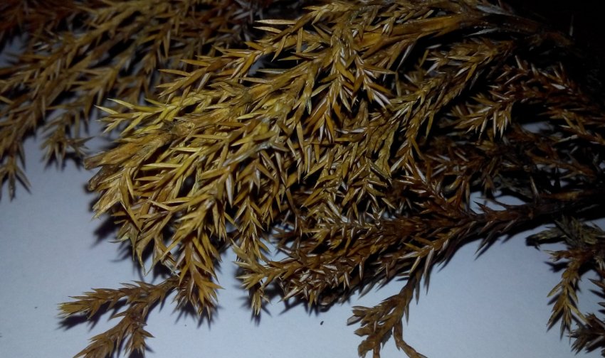 Трахеомікоз можжевельника