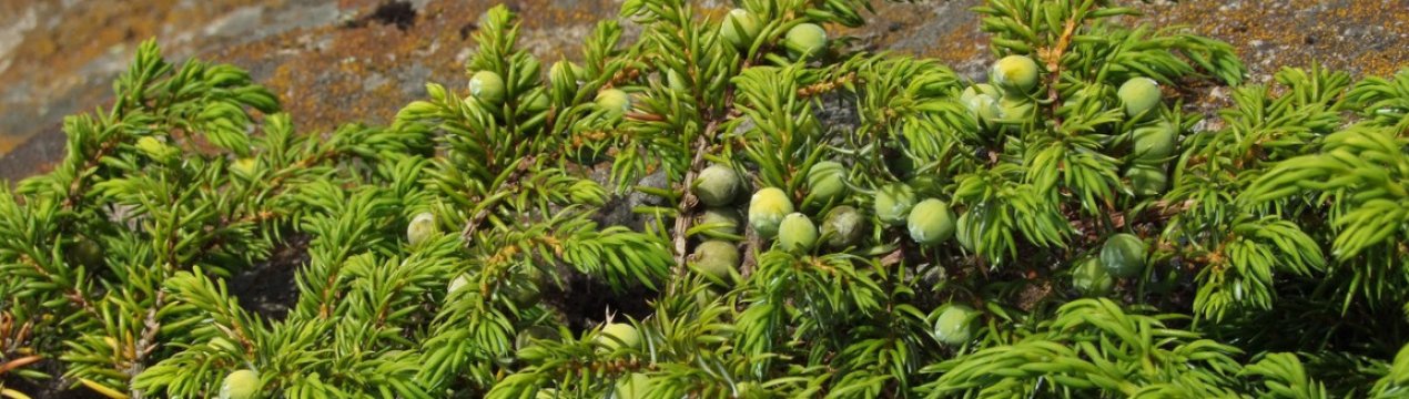 Де росте можжевельник в Сибіру