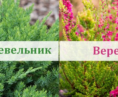 Отличие вереска от можжевельника