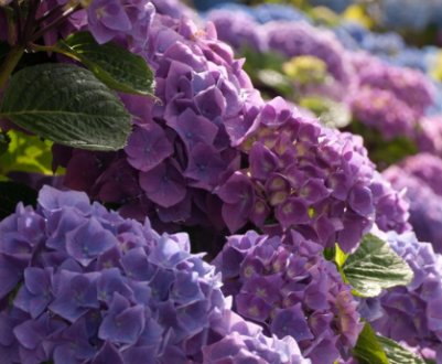 Посадка гортензії в Ленінградській області: найкращі морозостійкі сорти