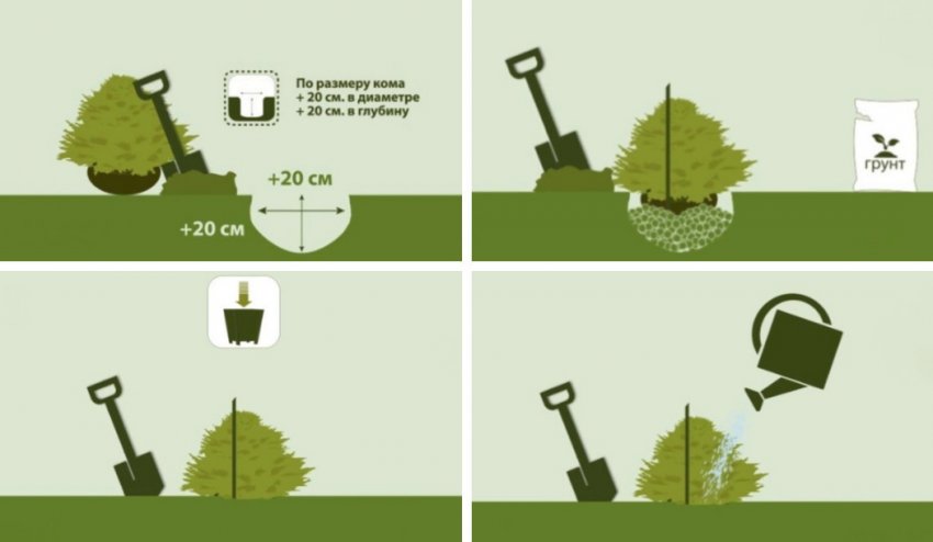 Схема посадки можжевельника