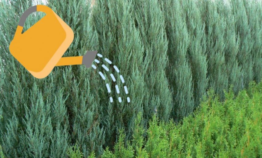 Полив можжевельника