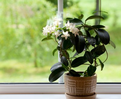 Кімнатна ясмін: вирощування в домашніх умовах