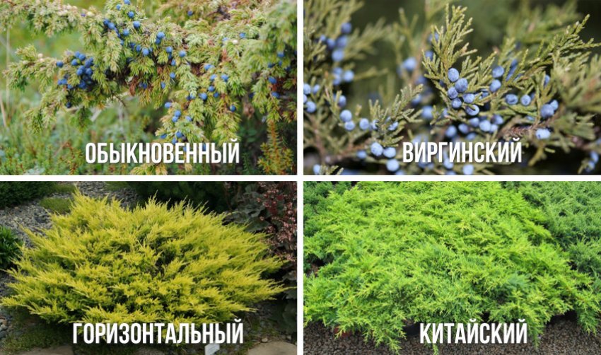Фото Отличий Сортов Можжевельника