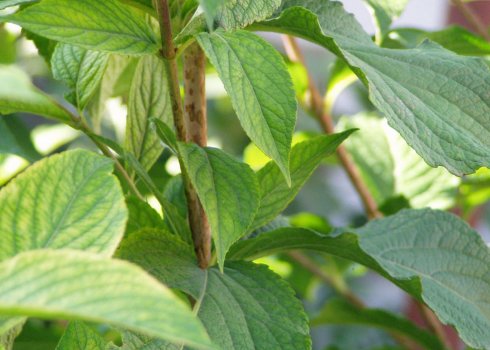 Почему не цветёт и плохо растёт жасмин