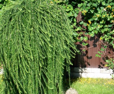 Що таке лиственниця на пеньку і як її виготовити самостійно