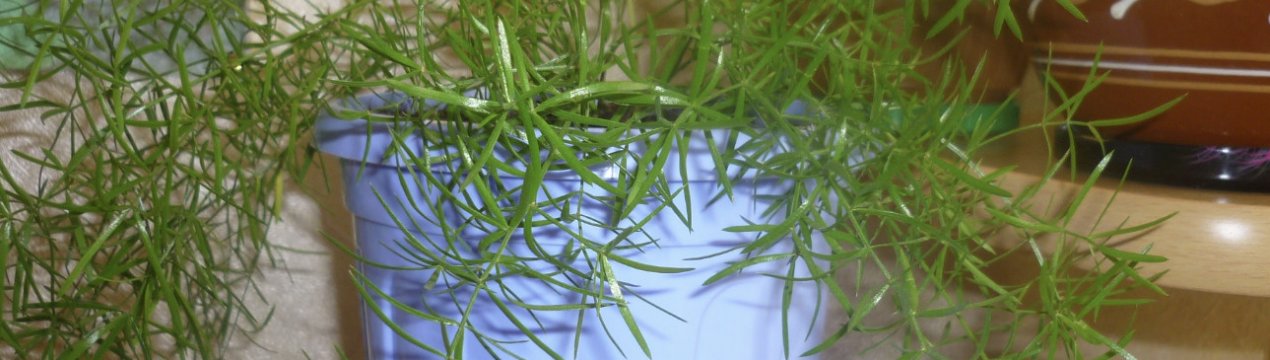 Аспарагус Шпренгера: догляд в домашніх умовах