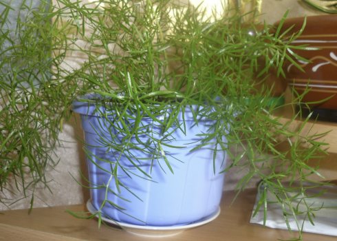 Аспарагус Шпренгера: догляд в домашніх умовах