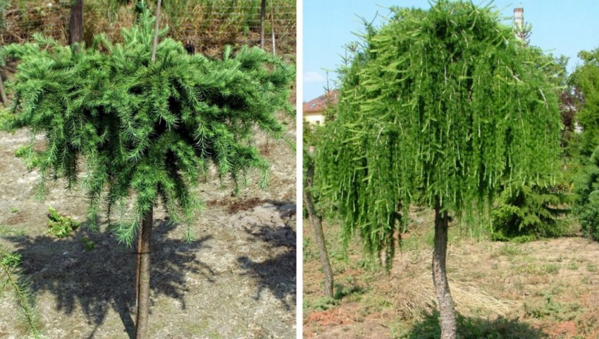 Лиственниця на стовбурі Лиственниця на стовбурі