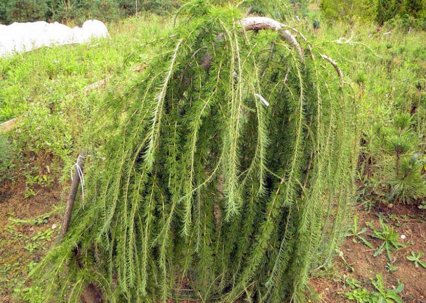 Плакуча листяниця Плакуча листяниця