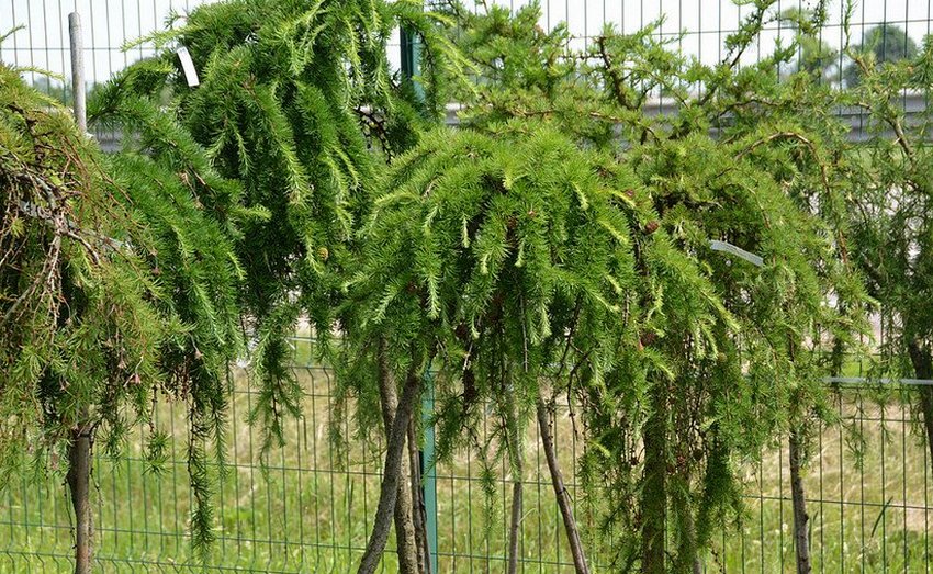 Листяниця Пендула Листяниця Пендула