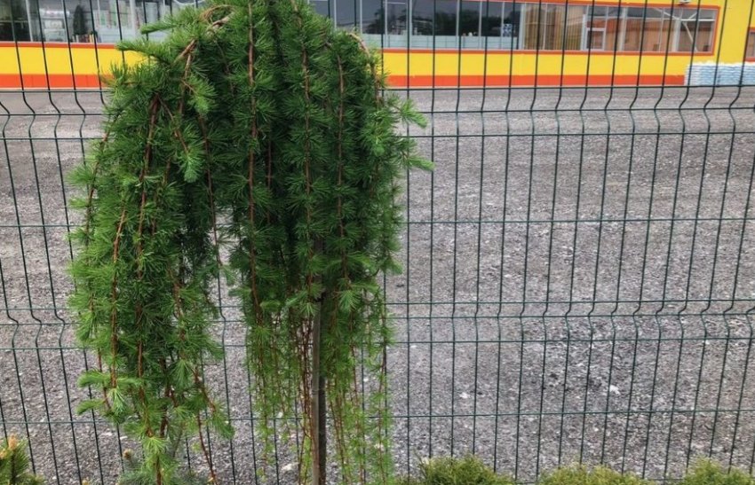 Листяниця Пулі Листяниця Пулі