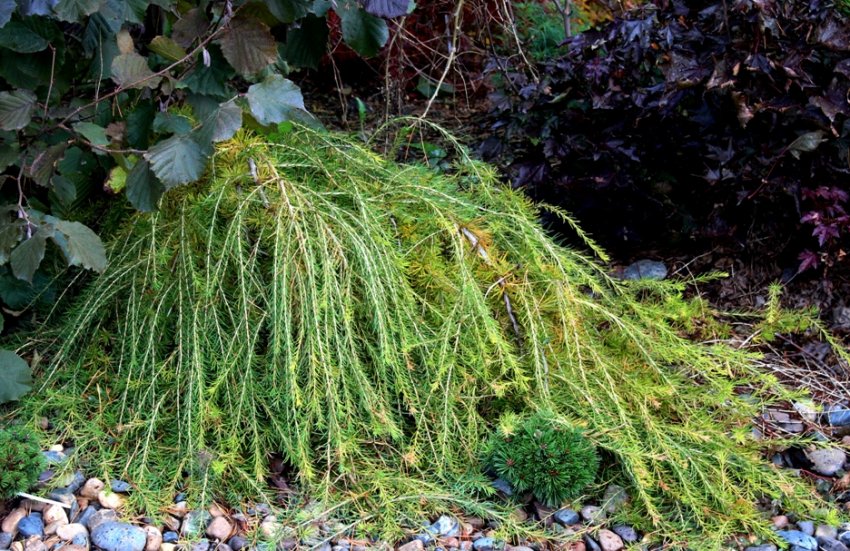 Європейська листяниця Європейська листяниця