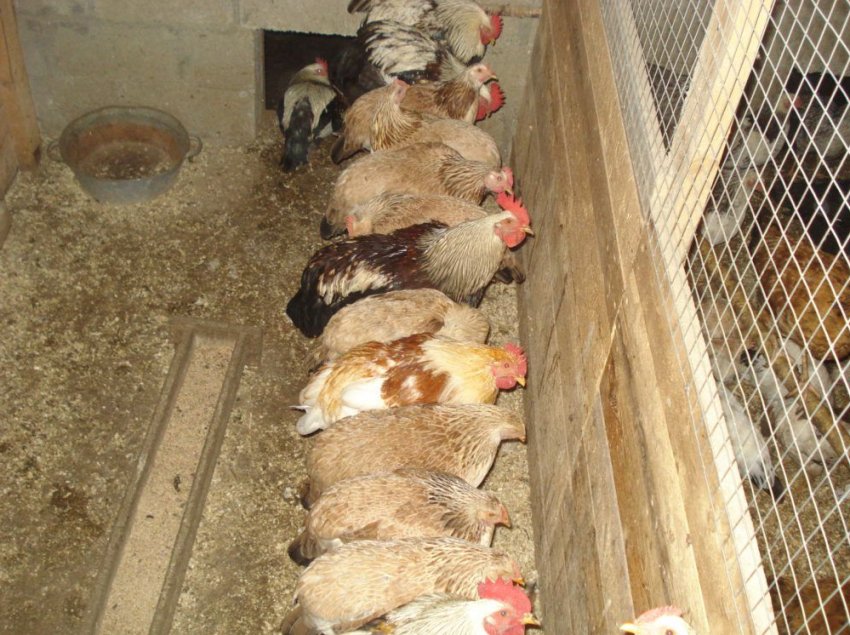 Кури загорська лососева