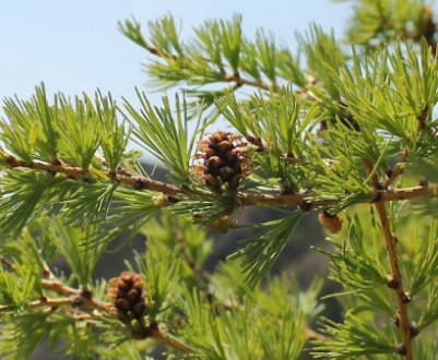 Характеристика видів та сортів лиственниці