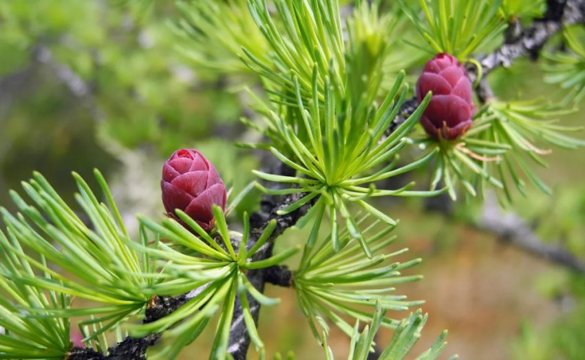 Лиственниця звичайна