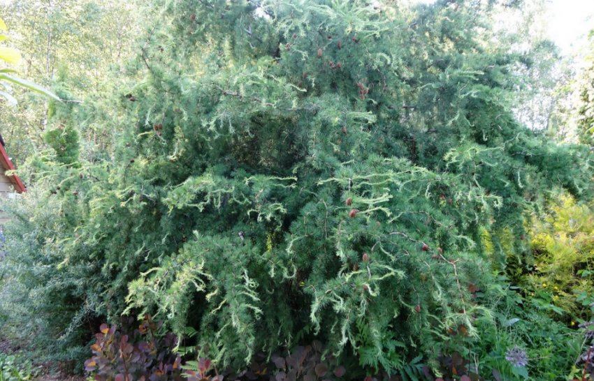 Хорстманн Рекурвед