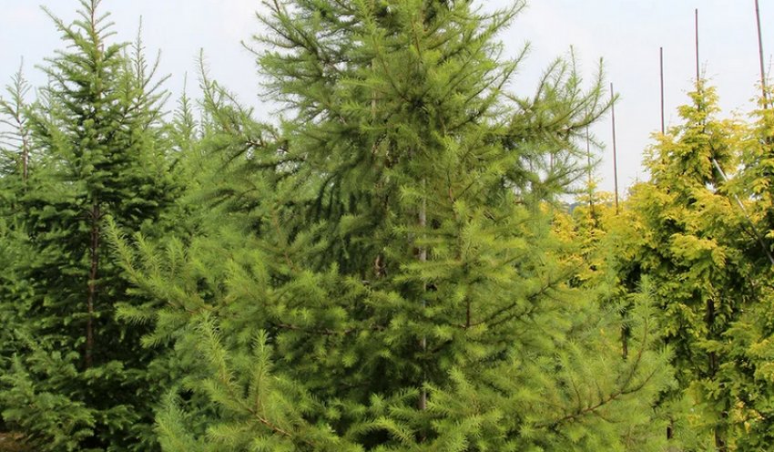 Притті Кароль