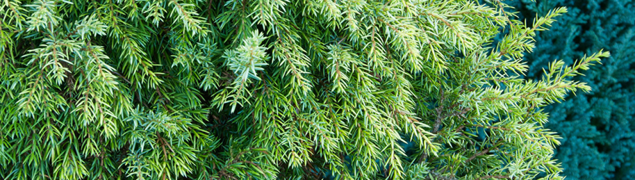 Шипшина китайська "Стрикта Варигата": посадка та догляд